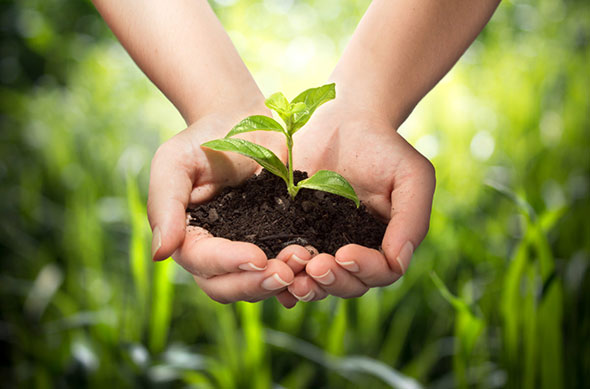 Hands holding soil and plant